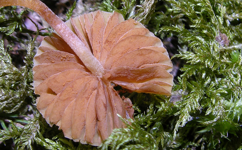 Galerina da determinare n�13.